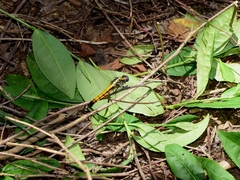 Orthetrum triangulare