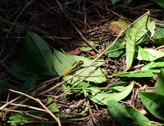 Orthetrum triangulare