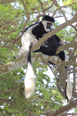 Colobus guereza