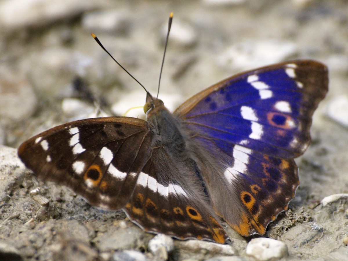 Lesser Purple Emperor (Apatura ilia) · iNaturalist
