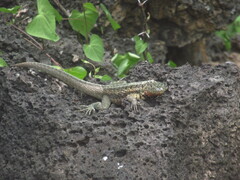 Microlophus indefatigabilis