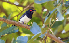Platysteira peltata peltata