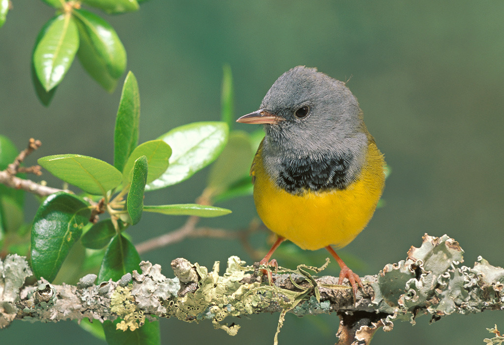 Mourning Warbler