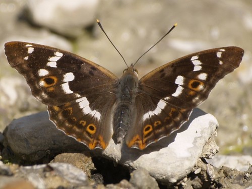 Lesser Purple Emperor