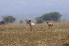 Nanger soemmerringii