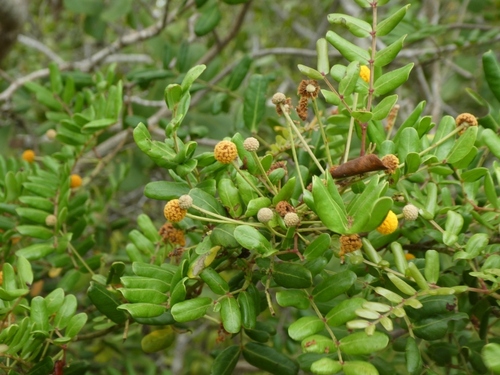 Image of Vachellia choriophylla by (c) Alison Copeland, some rights reserved (CC BY)