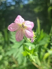 Geranium collinum