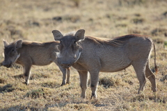Phacochoerus africanus aeliani
