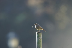 Phoenicurus ochruros