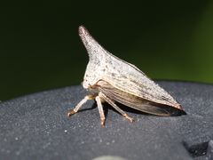 Thelia bimaculata