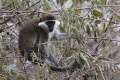 Chlorocebus aethiops