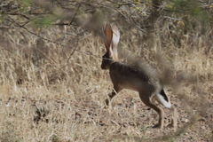 Lepus habessinicus