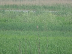 Acrocephalus arundinaceus