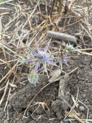Eryngium hookeri
