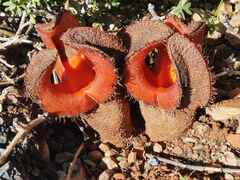Hydnora africana