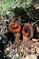 Hydnora africana