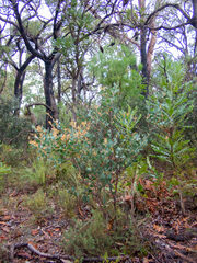 Acacia celastrifolia