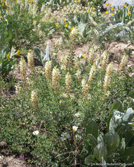 Lupinus albicaulis
