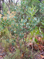 Acacia celastrifolia