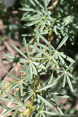 Lupinus albicaulis