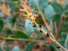 Acacia celastrifolia
