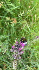 Bombus lucorum