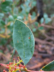 Acacia celastrifolia