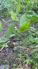 Convallaria majalis