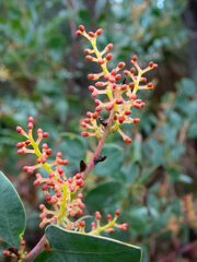 Acacia celastrifolia