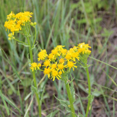 Senecio integerrimus integerrimus