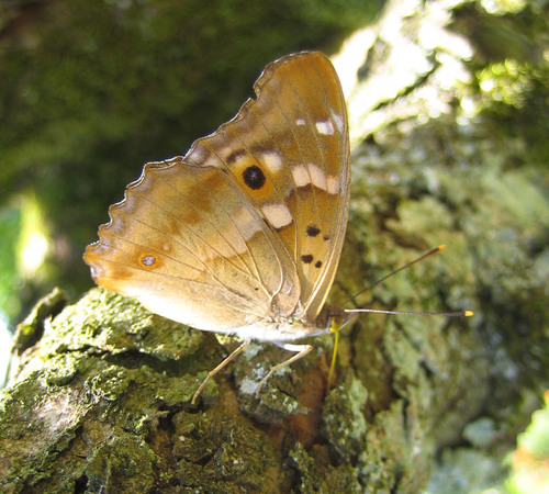 Lesser Purple Emperor