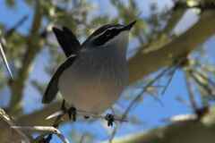 Fairy Flycatcher photo 5
