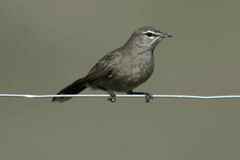 Cercotrichas coryphoeus cinerea