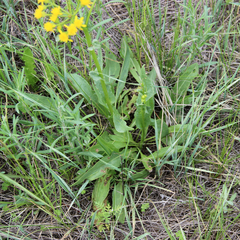 Senecio integerrimus integerrimus
