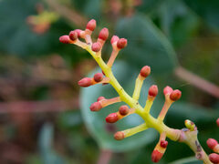 Acacia celastrifolia
