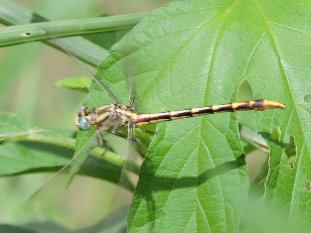 Sulphur-tipped Clubtail