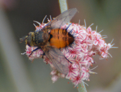Protodejeania echinata