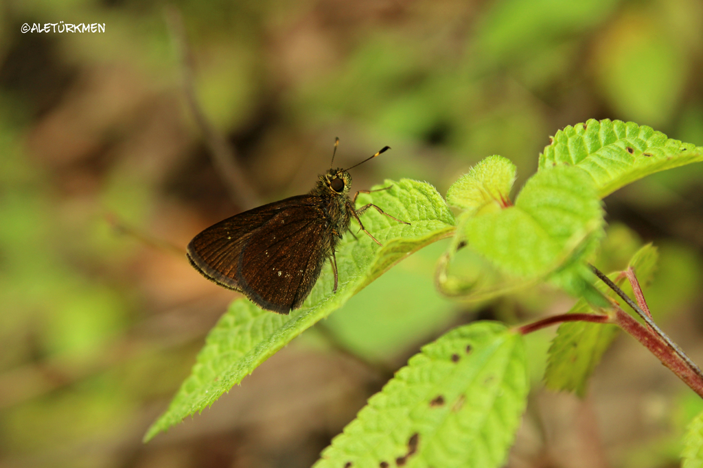 Immaculate Roadside-Skipper