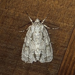 Acronicta spinigera