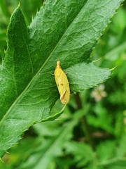Agapeta