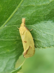 Agapeta