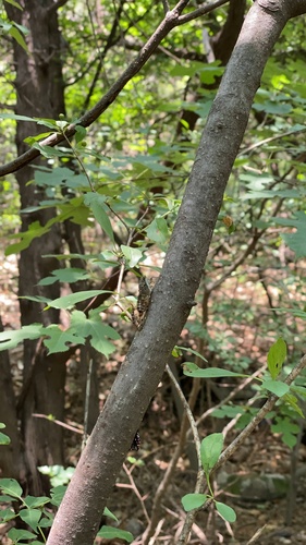 Leptosemia takanonis
