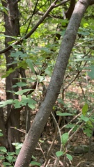 Leptosemia takanonis