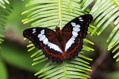 Moduza procris milonia