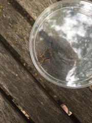 Svastra obliqua obliqua