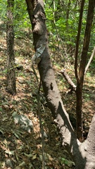 Leptosemia takanonis