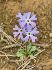 Primula mistassinica