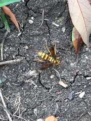 Poecilopompilus interruptus
