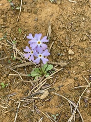 Primula mistassinica