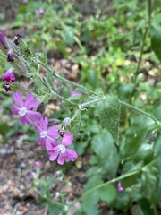 Silene dioica